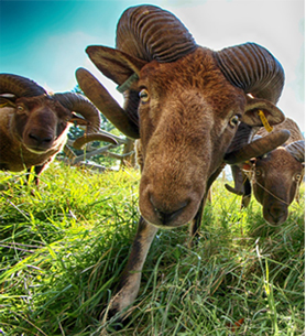 CASTLEMILK MOORIT SHEEP