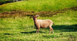 Image:castlemilk Moorits sheep