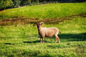 Image:castlemilk Moorits sheep